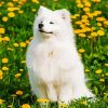 Beautiful White Samoyed paint by numbers