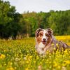 Cute Dog In Field Of Flowers paint by numbers