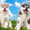 Adorable Huskies Puppies paint by numbers