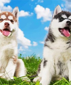 Adorable Huskies Puppies paint by numbers