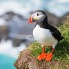 Cute Puffin Seabird paint by numbers