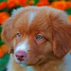Adorable Toller Puppy paint by numbers