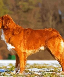 Aesthetic Toller Dog paint byb numbers