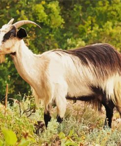 Domestic Goat Capra paint by numbers