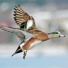 Flying Wigeon Bird paint by numbers