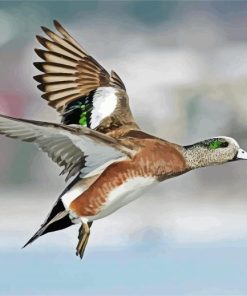 Flying Wigeon Bird paint by numbers