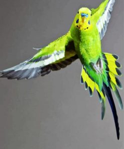 Flying Budgerigar paint by numbers