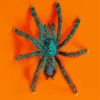 Green Spider Insect paint by numbers