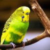 Yellow And Green Budgerigar paint by numbers