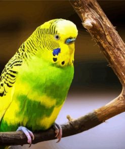 Yellow And Green Budgerigar paint by numbers