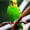 Green Budgerigar Bird paint by nummbers