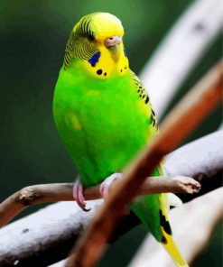 Green Budgerigar Bird paint by nummbers