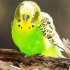 Cute Green Budgerigar paint by numbers