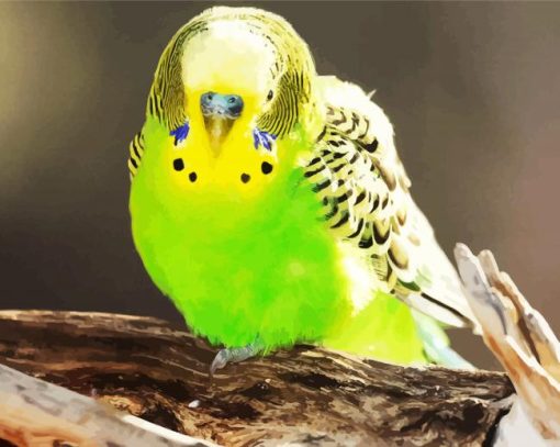 Cute Green Budgerigar paint by numbers