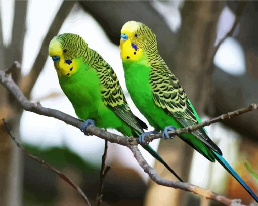 Budgerigar Birds paint by numbers