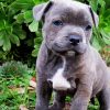 Grey Staffy Puppy paint by numbers