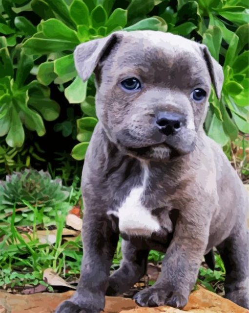 Grey Staffy Puppy paint by numbers