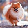 Happy Cute Pomeranian paint by numbers