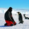 Man And Penguins In Antarctica paint byh numbers