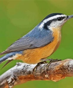 Nuthatch On Branch paint by numbers