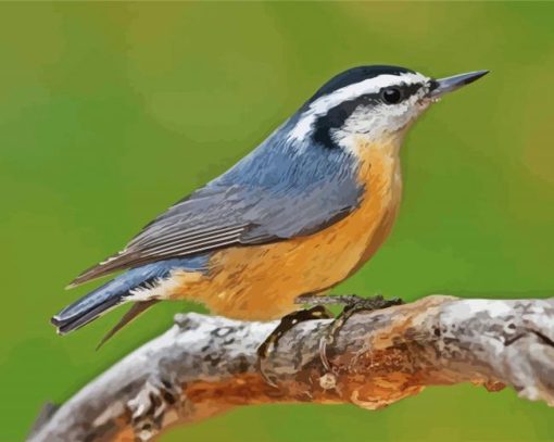 Nuthatch On Branch paint by numbers