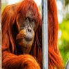 Old Orange Orangutan paint by numbers
