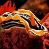 Orange Nudibranch paint by numbers