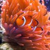 Aesthetic Anemones And Clownfish paint by numbers