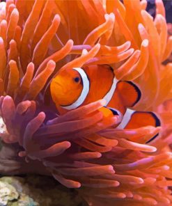 Aesthetic Anemones And Clownfish paint by numbers