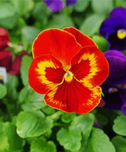 Red Pansy Flower paint by numbers