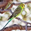 Parakeet Budgerigar paint by numbers