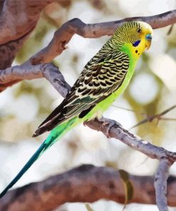 Parakeet Budgerigar paint by numbers