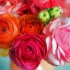 Pink And Orange Ranunculus paint by numbers