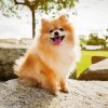 Adorable Puppy Pomeranian paint by numbers