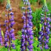 Purple Lupins Plants paint by numbers
