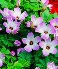 Purple White Oxalis paint by numbers