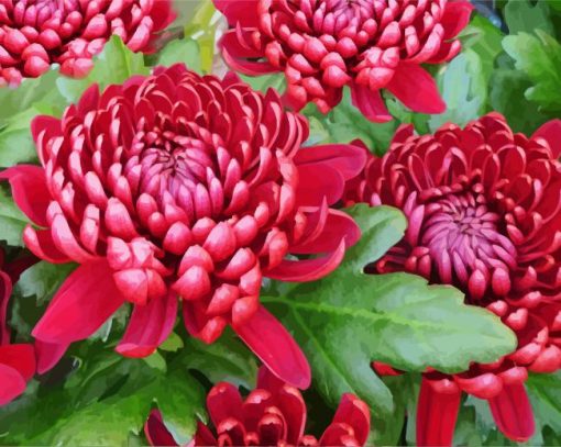 Red Chrysanthemum paint by numbers