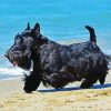 Black Scottish Terrier paint by numbers