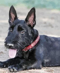 Black Scottish Terrier Puppy paint by numbers