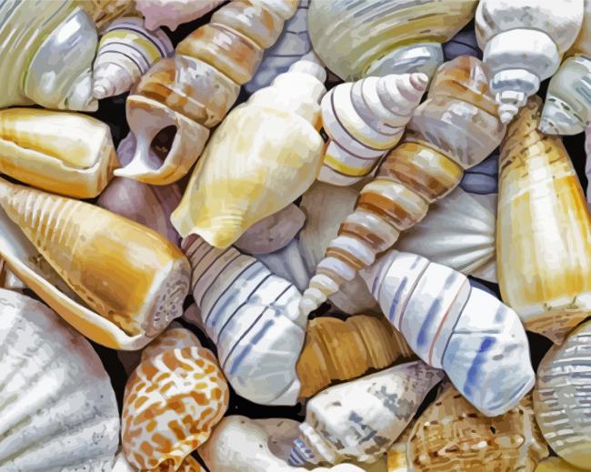 Beautiful Seashells paint by numbers