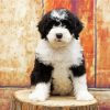 Adorable Sheepadoodle Puppy Dog paint byb numbers