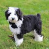 Sheepadoodle Dog paint by numbers