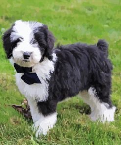 Sheepadoodle Dog paint by numbers