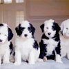 Sheepadoodles Puppies Dogs paint by numbers