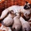 Siamese Cat With Kittens paint by numbers