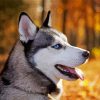 Siberian Husky Side Profile paint by numbers