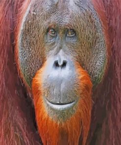 Smiling Orangutan paint by numbers
