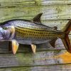 Wild Tigerfish paint by numbers