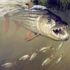 Tigerfish Underwater Art paint by numbers