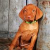 Vizsla Puppy Dog paint by numbers